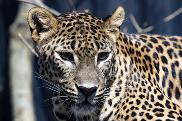 Portrait of a male Sri Lanka Leopard, Panthera pardus kotiya, observing the surroundings