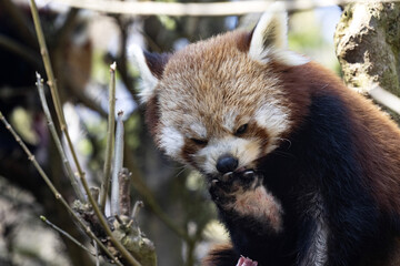 The red panda, Ailurus fulgens, sits on a branch and licks its paw with claws.