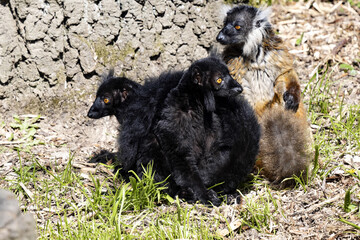 The family of the Black lemur, Eulemur m. macaco, sits by a tree trunk and basks in the sun