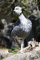 The Southern screamer, Chauna cristata, stands on one leg on an elevated spot