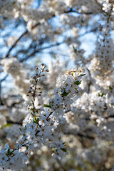 Sloe flowering during cold spring day in Sweden