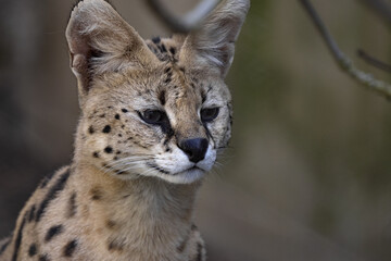 Portrait of a female Serval, Leptailurus serval, observing the surroundings.
