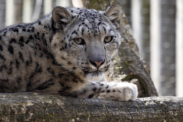 Portrait of a female Snow leopard, Panthera uncia, observing the surroundings.