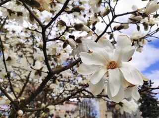 Magnolie kwitnące wiosną ma drzewie  © Pawel Gruntowicz
