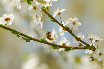 bee collects honey