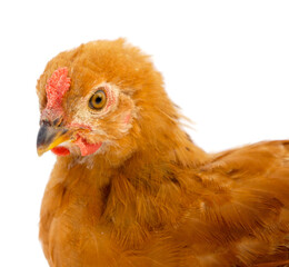 hen