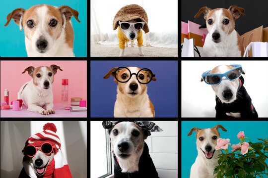 Collage of videos with funny creatures talking to each other online in the form of a call. Dog in different costumes and on different backgrounds depicts different characters