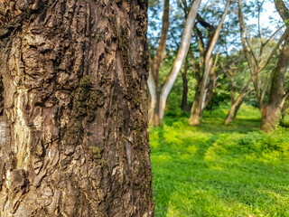 Obraz premium Texture old tree in the forest. Sunrise with morning light of green forest. Perfect for Natural background. 