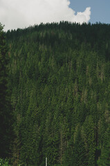Carpathians Ukrvina. Mountain slope overgrown with dense dark green coniferous forest, white haze among trees,