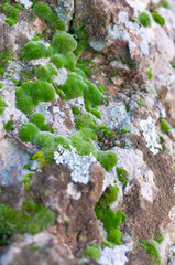 Rocky steep mountainside close-up, granite stones overgrown with bright green dense moss, nature outdoors, varied vegetation,