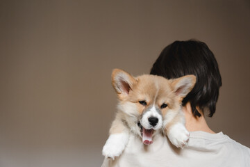 Young female holding Cute little Pembroke Welsh Corgi puppy. Taking care and adopting pets concept....