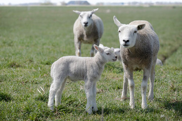 Obraz premium Sheep with lambs in a green pasture with a hazy farm on the horizon. Some are looking at the camera