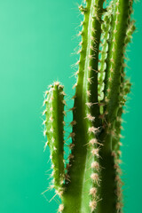 Cactus close up