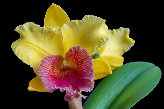 Close-up view of a beautiful yellow Cattleya flower with a red pink lip set against a black background