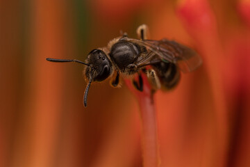 Macro 39