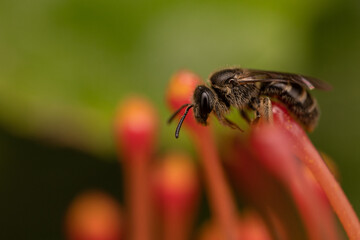 Macro 40