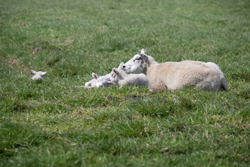 Sheep with three lambs (triplets) are enjoying themselves in a green meadow with a hazy farm on the horizon. The ewe looks after them well