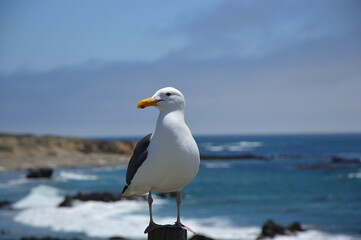 Möwe am Pacific Coast Highway, Kalifornien