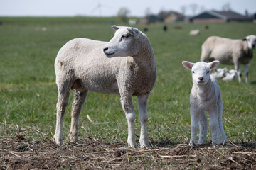Sheep with lamb in a green pasture in the spring look to the side. Lamb is looking at the camera