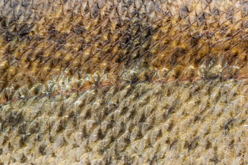 fish skin with scales as background