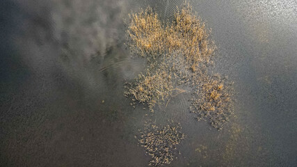 trzcina, zarośla na jeziorze z lotu ptaka, wczesna wiosna © Franciszek