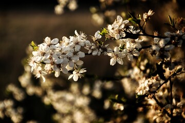 tree blossom
