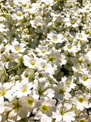 White small flowers in a flowerbed