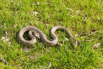 Non-venomous water snake