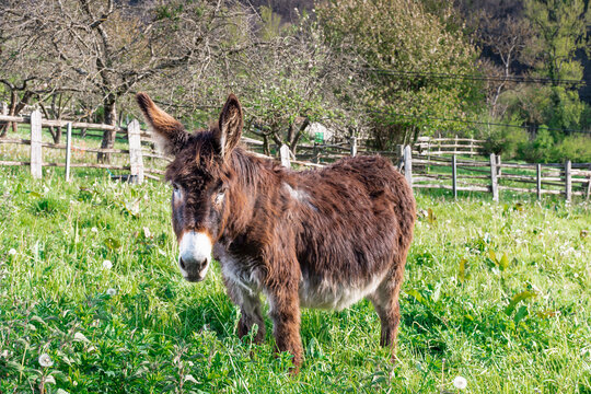 Brown donkey on a farm in a village in Asturias.The photograph was taken on a sunny day and has a horizontal format.
