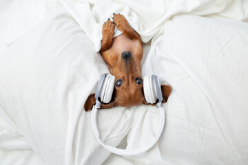 cute dog brown dachshund lying in bed listening to music with headphones top view