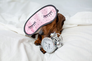 beautiful little dachshund sleeps in bed wearing a pink sleep mask next to the alarm clock