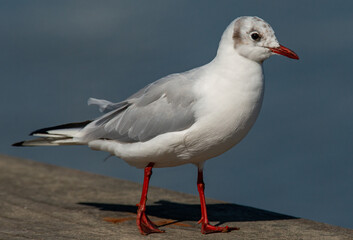 Seagull on the pier, at the harbour, all ways looking for food