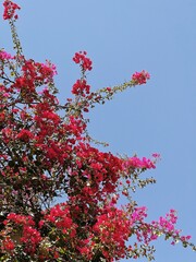 Tropical plant with red flowers and blue sky. Summer floral background composition