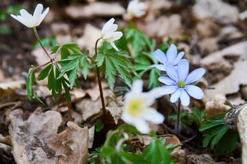  Anemone, wind flower in blossom early spring                              