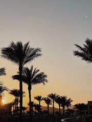 Beautiful sunset or sunrise view with blue sky, tropical palm trees. Summer travel vacation concept background