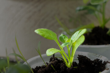 young green sprout close up