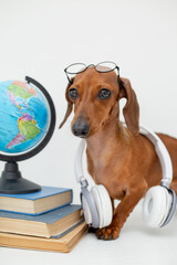 beautiful little dachshund in glasses for vision sits next to books, a globe, an alarm clock in headphones. school concept, space for text. dachshund with school supplies