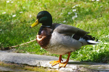 CANARD