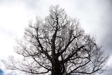 Fototapeta na wymiar 新芽出始めのダケカンバ巨木のある風景