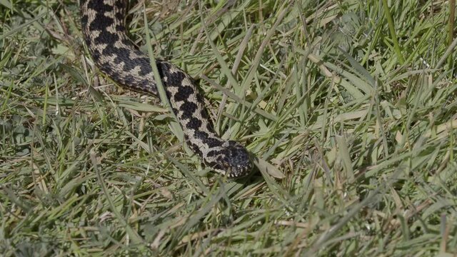 Adder Snake 