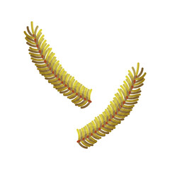 Set of Christmas pine branches.