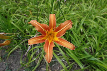 Obraz premium View of one orange flower of tawny daylily from above