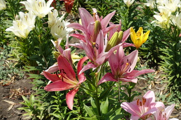 Bunch of pink, white and yellow flowers of lilies in June