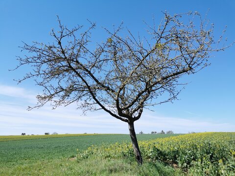 Apfelbaum im Rapsfeld