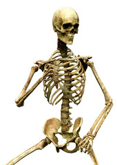 3D Rendering Human Skeleton on White