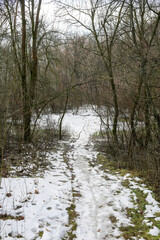 Trees in the park. Spring snow last winter.