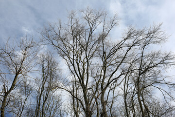 Bare tree branches against the sky.