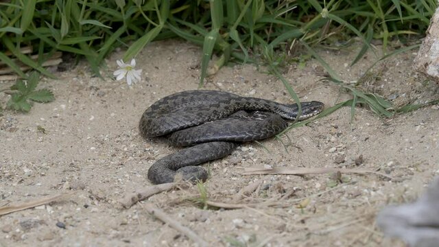 Adder Snake Coiled Up Basking