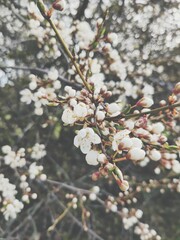 Small white spring flowers and buds on bush branches
