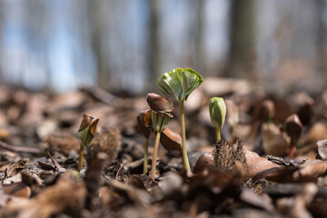 Common beech (Fagus sylvatica) seedlings sprouting between old dry leaves in the forest at springtime, reborn new life, showing the power of nature.